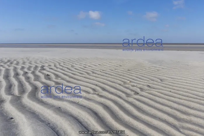 : Sand patterns, structure on mud flats - National : Sand patterns, structure on mud flats - National