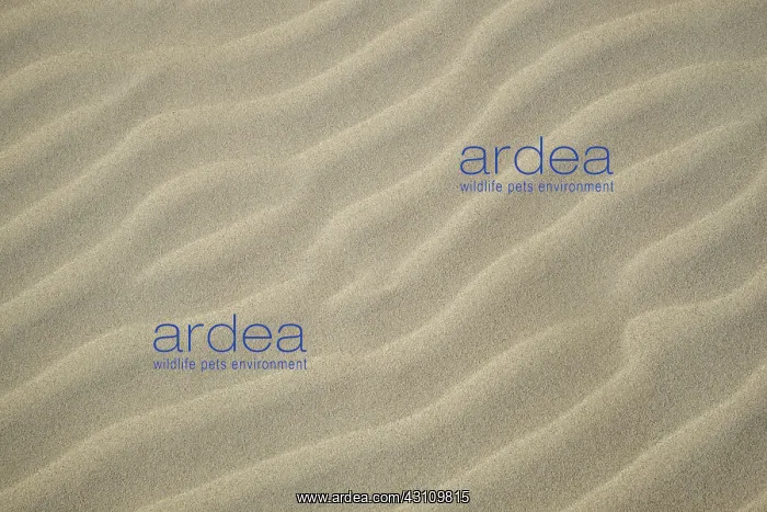  : Sand Ripples