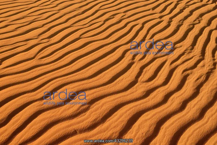: Sand ripples on sand dunes, Tassili n'Ajjer National : Sand ripples on sand dunes, Tassili n'Ajjer National