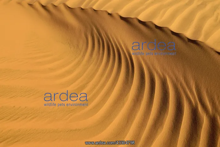 : Sand ripples in the sanddunes of Al Khaluf desert : Sand ripples in the sanddunes of Al Khaluf desert