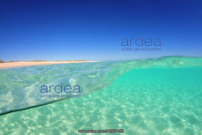 : Sand ripples - over and under water shot of a sun : Sand ripples - over and under water shot of a sun