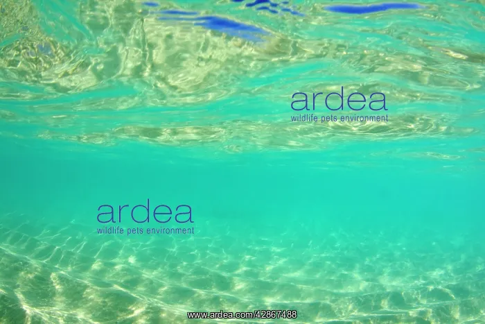 : Sand ripples and waves - underwater shot of a sun : Sand ripples and waves - underwater shot of a sun
