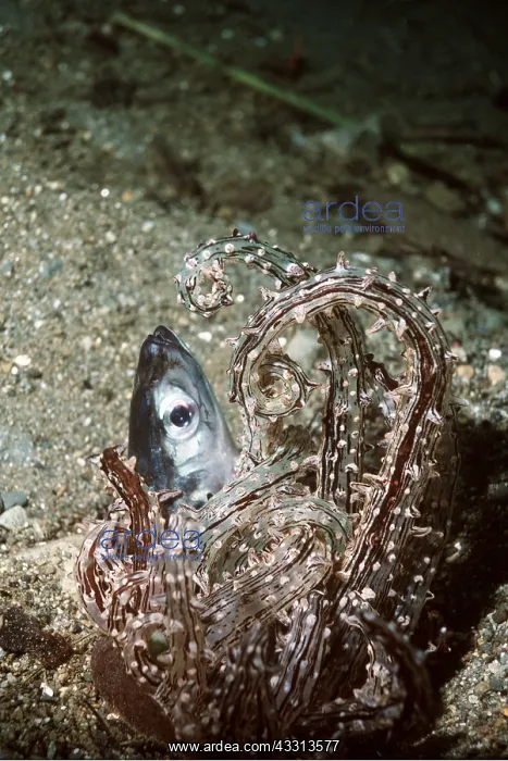 : Sand Sea Anemone eating fish : Sand Sea Anemone eating fish