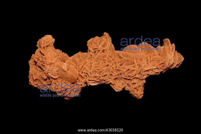 : Sand Selenite desert rose : Sand Selenite desert rose