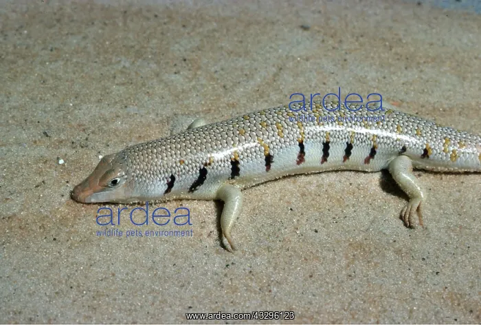 : SAND SKINK / Lizard : SAND SKINK / Lizard