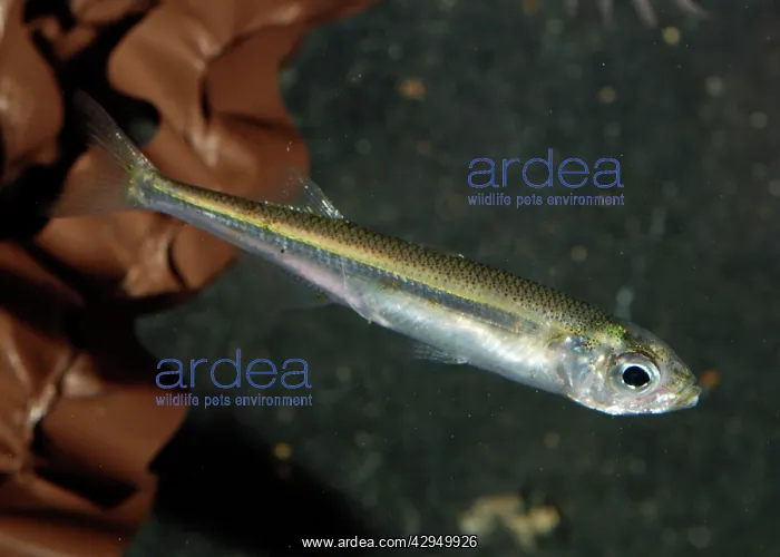 : Sand Smelt - North Sea : Sand Smelt - North Sea