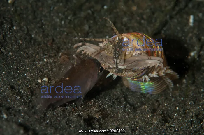 : Sand Striker - with jaws open over Cardinalfish : Sand Striker - with jaws open over Cardinalfish
