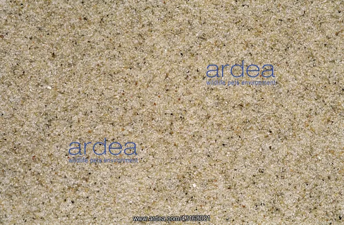 : Sand from Texas Beach : Sand from Texas Beach