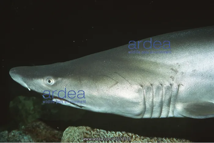 : SAND TIGER SHARK : SAND TIGER SHARK