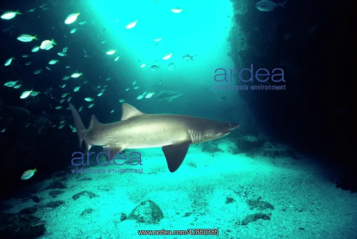 : Sand / Tiger SHARK - with mating scar : Sand / Tiger SHARK - with mating scar