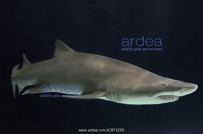 : Sand Tiger Shark / Sand Shark / Grey nurse shark : Sand Tiger Shark / Sand Shark / Grey nurse shark