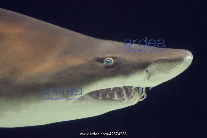 : Sand Tiger Shark / Sand Shark / Grey nurse shark : Sand Tiger Shark / Sand Shark / Grey nurse shark