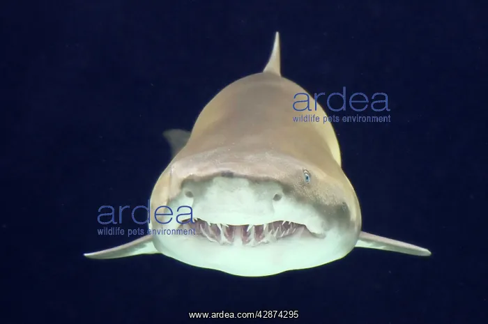 : Sand Tiger Shark / Sand Shark / Grey nurse shark : Sand Tiger Shark / Sand Shark / Grey nurse shark