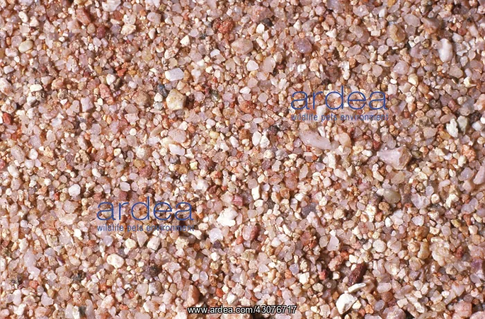 : Sand from Tucumcari Creek, New Mexico : Sand from Tucumcari Creek, New Mexico
