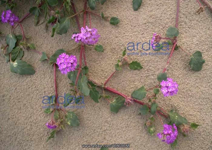 : Sand verbena - flowering in the desert : Sand verbena - flowering in the desert