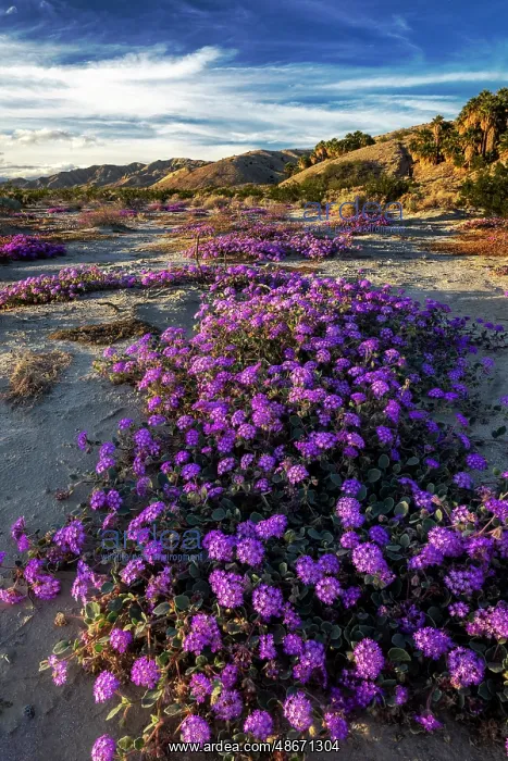 : Sand verbena wildflowers in the Coachella Valley National : Sand verbena wildflowers in the Coachella Valley National