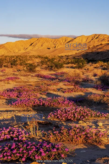 : Sand verbena wildflowers in the Coachella Valley National : Sand verbena wildflowers in the Coachella Valley National