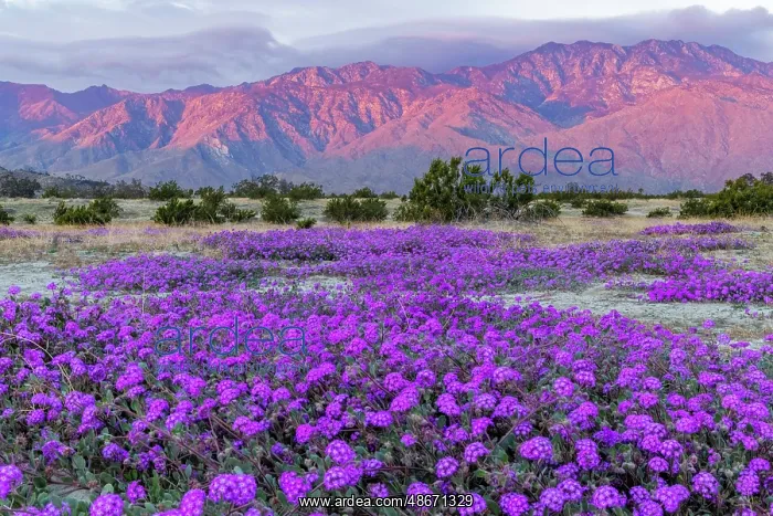  : Sand verbena wildflowers with San Jacinto Mountains at