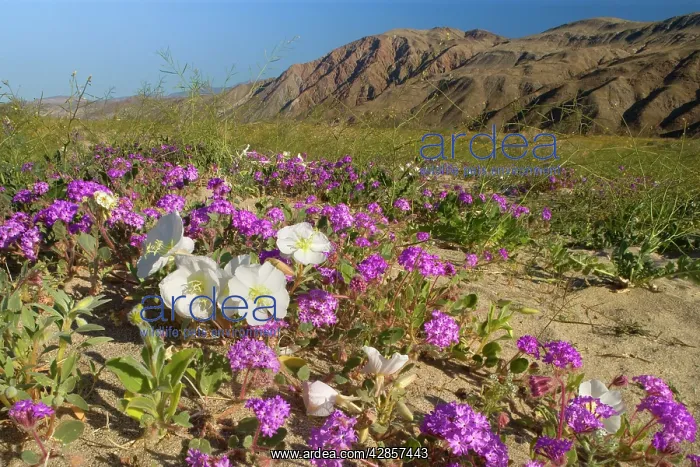 : Sand Verbenas dotted with Dune Evening Primrose : Sand Verbenas dotted with Dune Evening Primrose