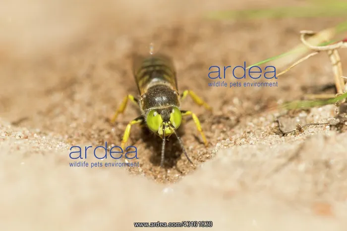 : Sand Wasp. Digger Wasp (Bembix rostrata) digging a hole for the nest : Sand Wasp. Digger Wasp (Bembix rostrata) digging a hole for the nest