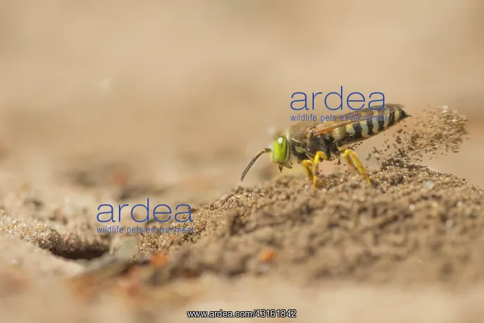 : Sand Wasp. Digger Wasp (Bembix rostrata) digging a hole for the nest : Sand Wasp. Digger Wasp (Bembix rostrata) digging a hole for the nest