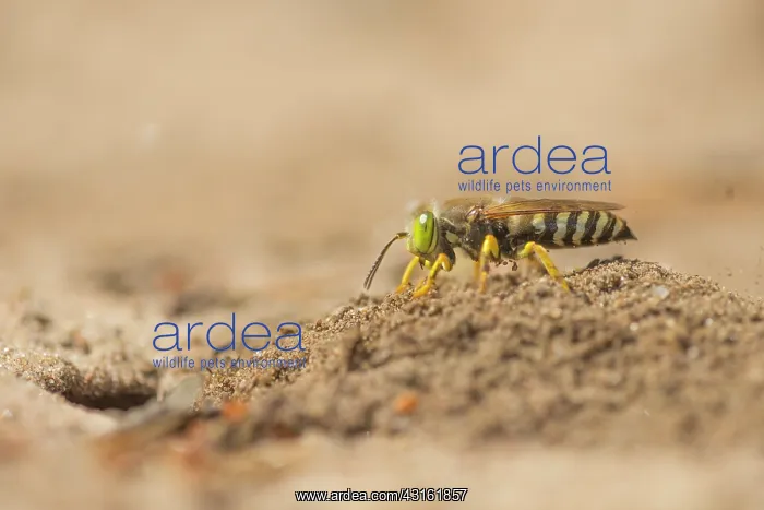 : Sand Wasp. Digger Wasp (Bembix rostrata) digging a hole for the nest : Sand Wasp. Digger Wasp (Bembix rostrata) digging a hole for the nest