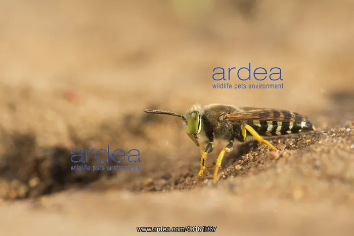 : Sand Wasp (Bembix rostrata) standing nearby his nesthole : Sand Wasp (Bembix rostrata) standing nearby his nesthole