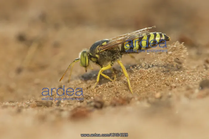 : Sand Wasp (Bembix rostrata) digging a hole for the nest : Sand Wasp (Bembix rostrata) digging a hole for the nest