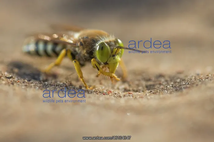 : Sand Wasp (Bembix rostrata) sitting on the sand : Sand Wasp (Bembix rostrata) sitting on the sand