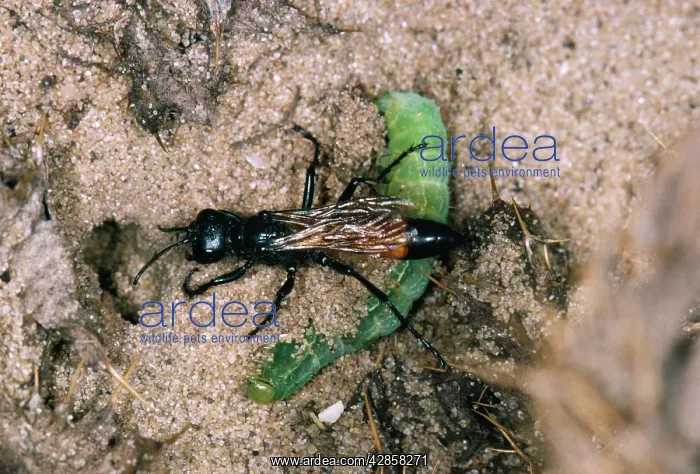 : Sand-wasp - dragging moth larva into burrow : Sand-wasp - dragging moth larva into burrow