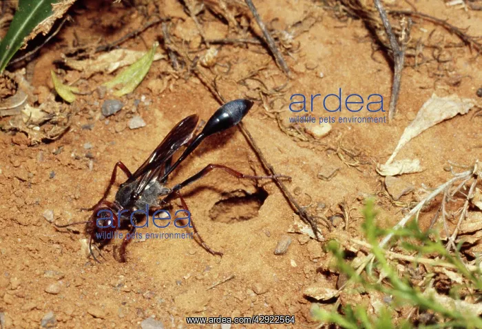 : Sand Wasp - filling in nest : Sand Wasp - filling in nest