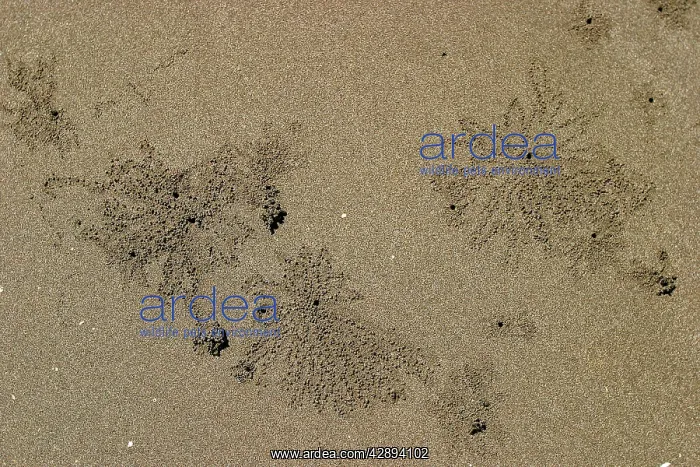  : Sand Worms