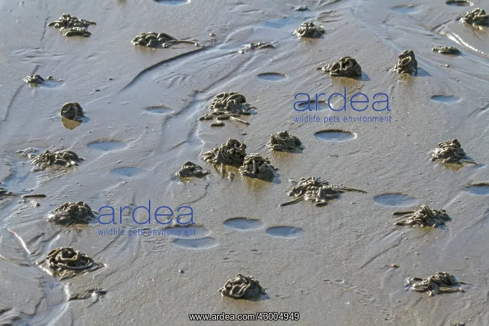 : Sand Worms