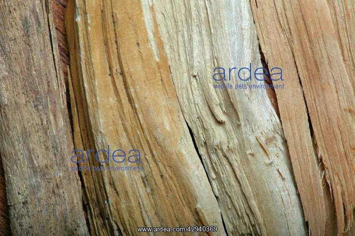 : Sandalwood : Sandalwood