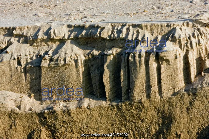 : Sandbar Layers : Sandbar Layers