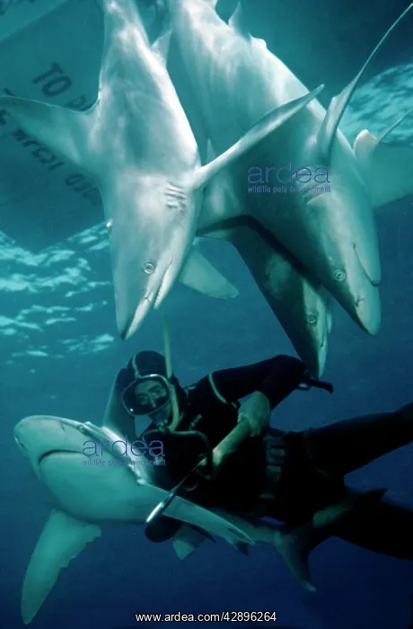 : Sandbar Sharks - dead, with diver : Sandbar Sharks - dead, with diver