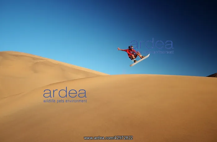 : Sandboarding in the Namib : Sandboarding in the Namib