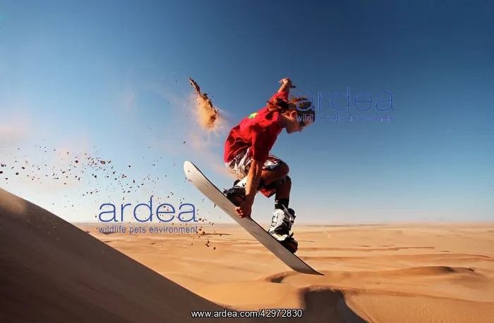 : Sandboarding in the Namib : Sandboarding in the Namib