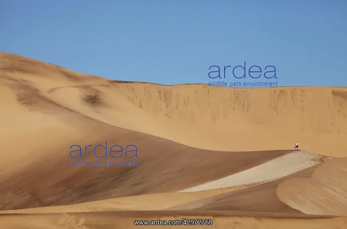 : Sandboarding in the Namib Desert : Sandboarding in the Namib Desert