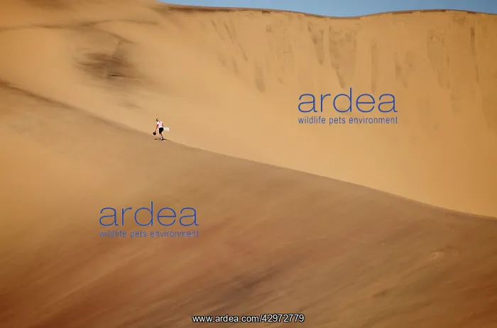 : Sandboarding in the Namib Desert : Sandboarding in the Namib Desert