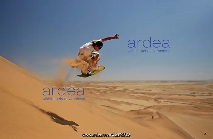 : Sandboarding in the Namib Desert : Sandboarding in the Namib Desert