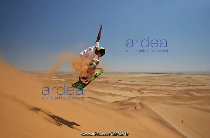 : Sandboarding in the Namib Desert : Sandboarding in the Namib Desert