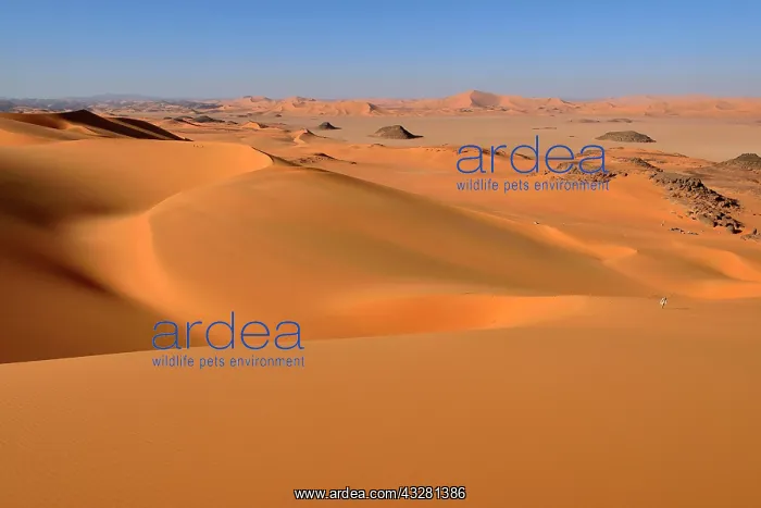 : Sanddunes of Oued In Djerane, Tadrart, Tassili n'Ajjer : Sanddunes of Oued In Djerane, Tadrart, Tassili n'Ajjer
