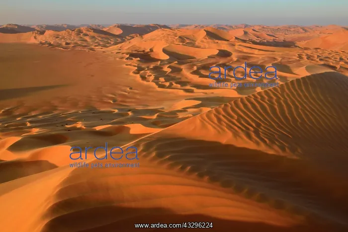 : Sanddunes in the Rub al Khali desert, Dhofar, Oman : Sanddunes in the Rub al Khali desert, Dhofar, Oman