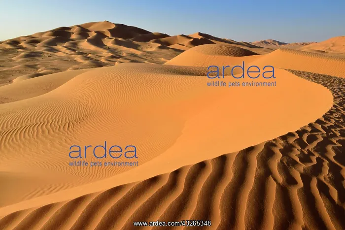  : Sanddunes in the Rub al Khali desert, Ramlat al