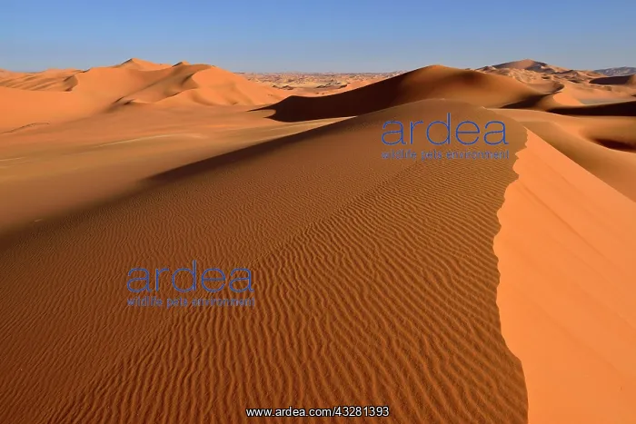 : Sanddunes of In Tehak, Tadrart, Tassili n'Ajjer : Sanddunes of In Tehak, Tadrart, Tassili n'Ajjer