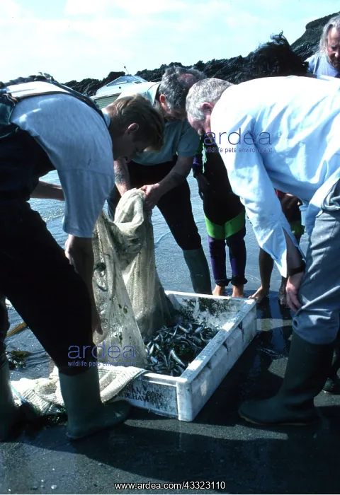 : Sandeel Fishing - men with catch : Sandeel Fishing - men with catch