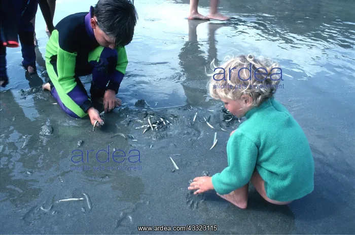 : SANDEELS - on beach, with two children : SANDEELS - on beach, with two children