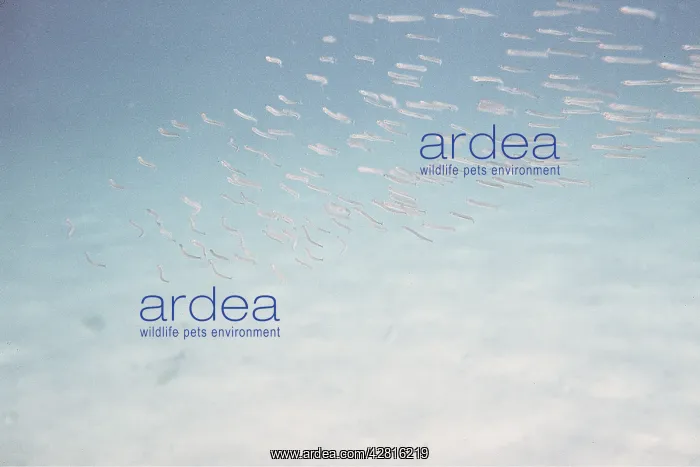 : SANDEELS - shoal underwater : SANDEELS - shoal underwater