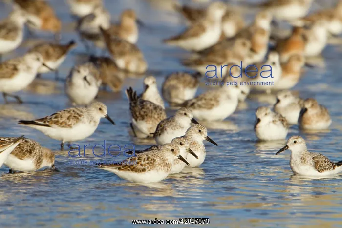 : Sanderling : Sanderling